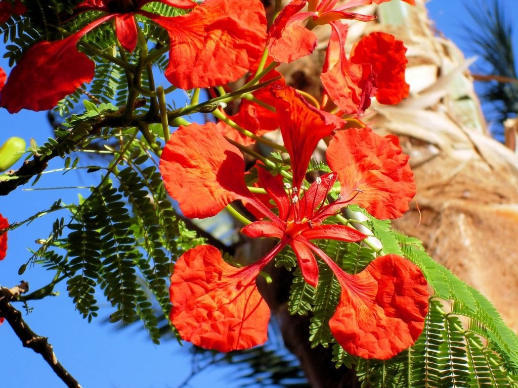 La flor del flamboyan son rojas