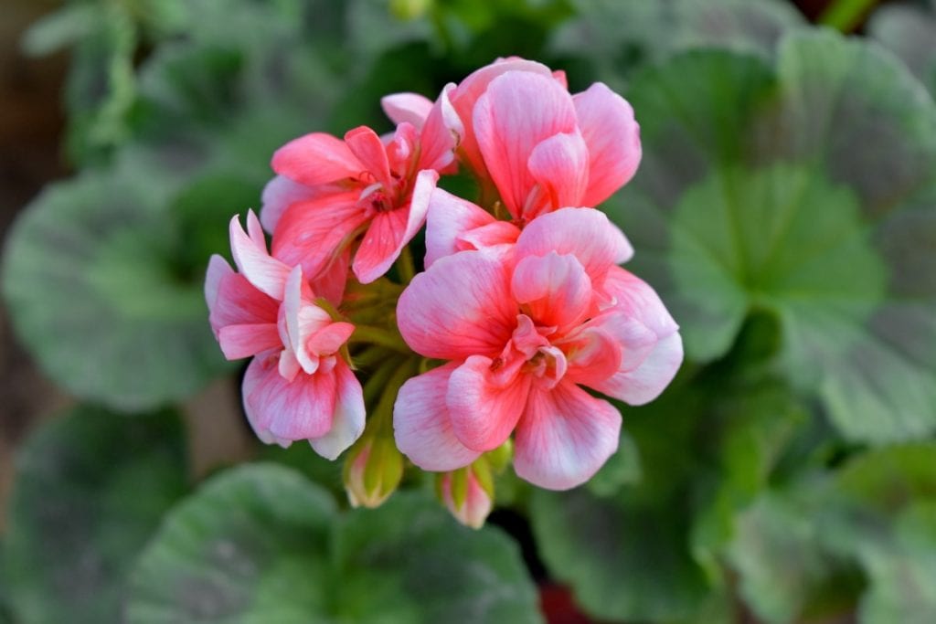 El geranio es una flor actinomorfa