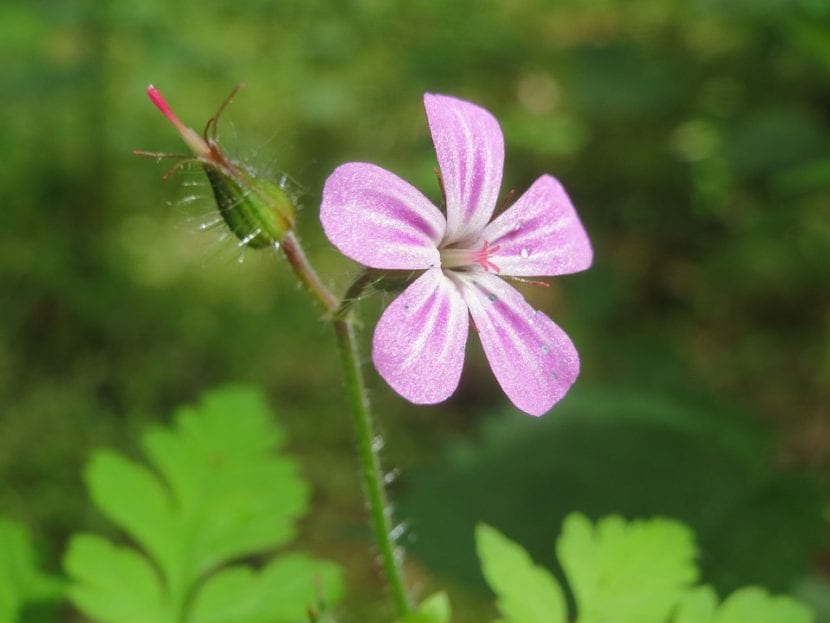 Geranium robertianum