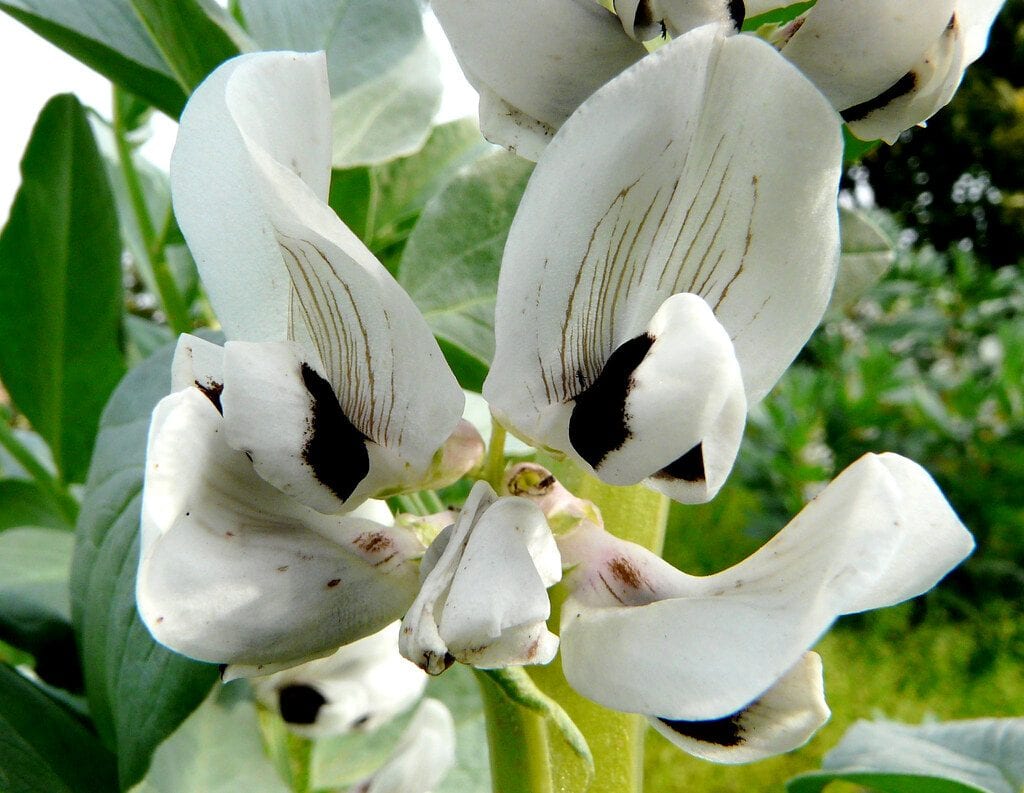 La flor del haba es blanca