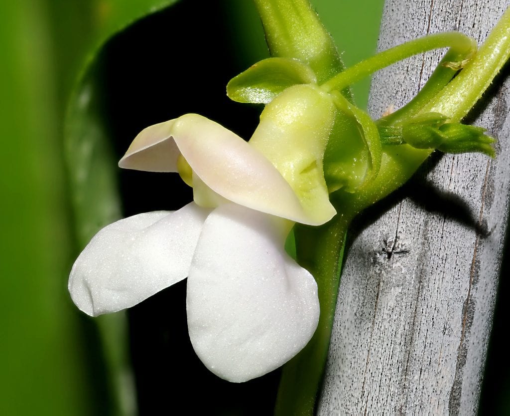 Vista de la flor del Phaseolus vulgaris