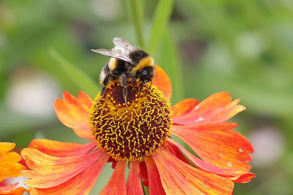 Las flores suelen ser atractivas para los insectos