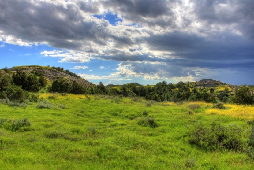 Paisaje con plantas