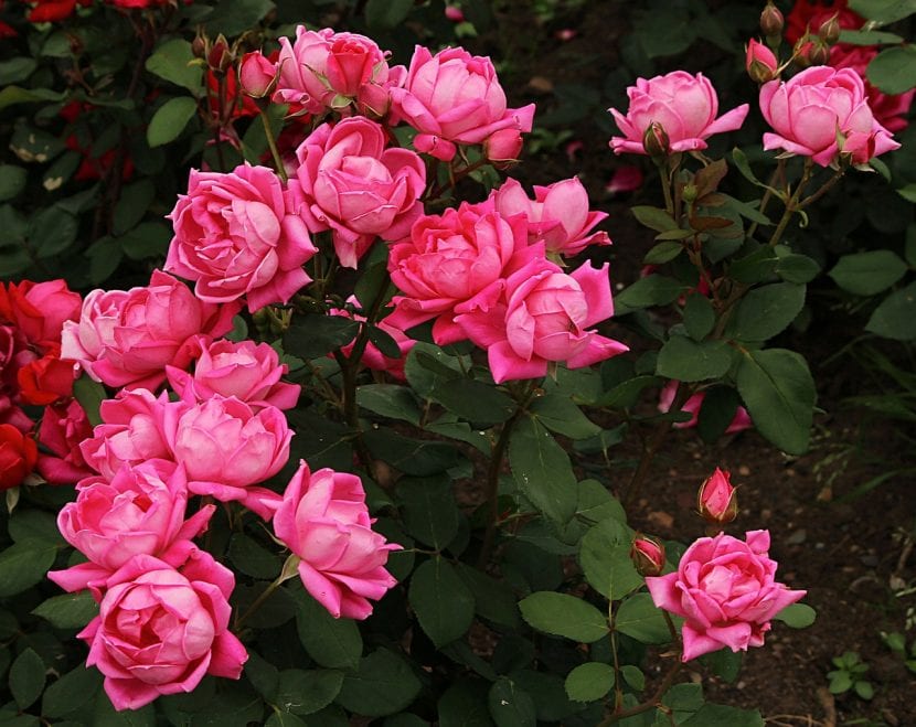 Rosales en flor