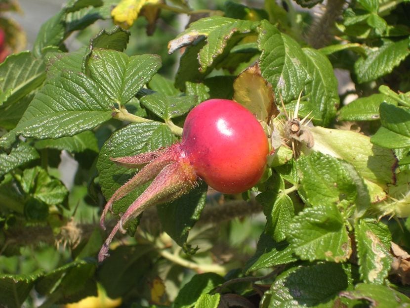 Fruto de la Rosa rugosa