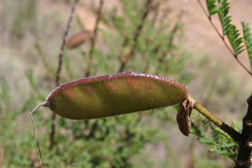 Vista del fruto de la Caesalpinia gilliesii