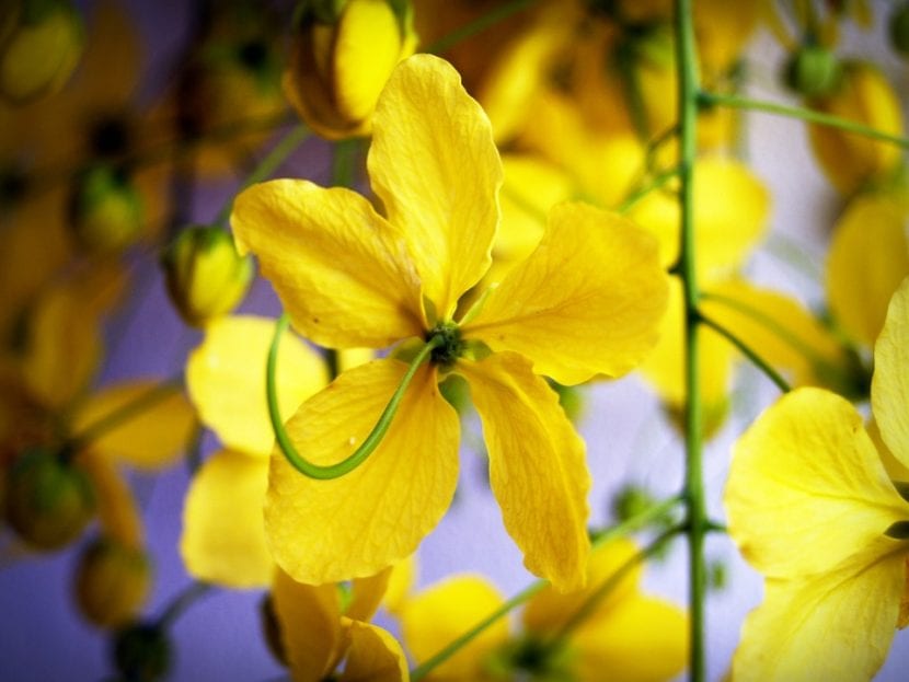 Las flores de la Cassia fistula son amarillas