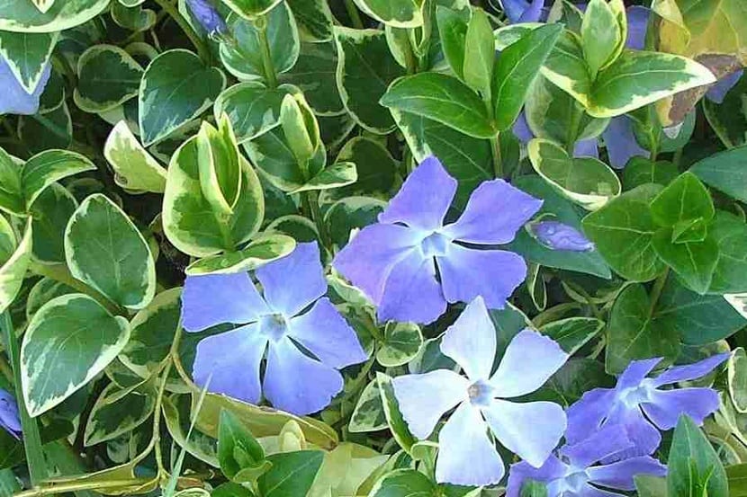 Vinca major, una flor perenne