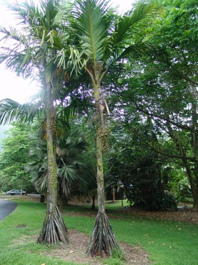 La Verschaffeltia splendida es una palmera con raíces adventicias