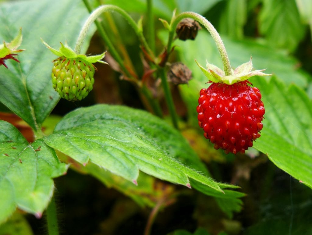 La Fragaria vesca es una planta vivaz