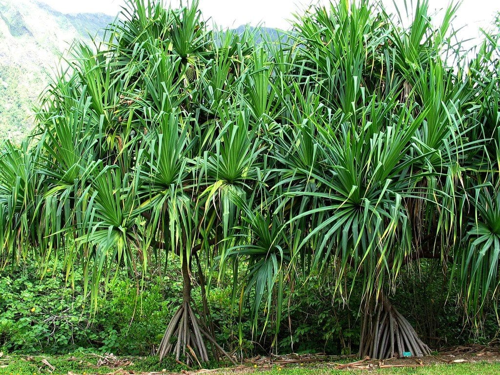 Vista del Pandanus en un jardín