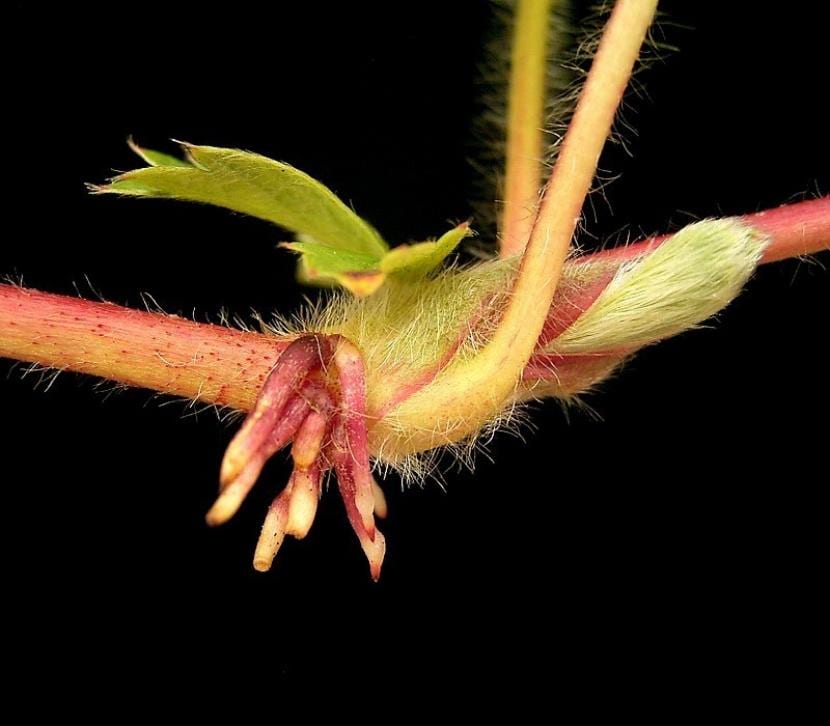 Raíces de la planta