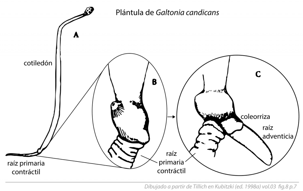 Imagen de la raíz adventicia