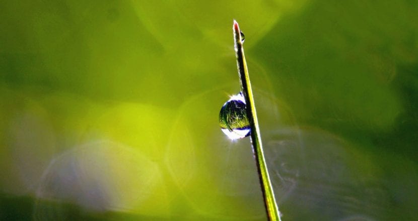 Las plantas necesitan agua para vivir