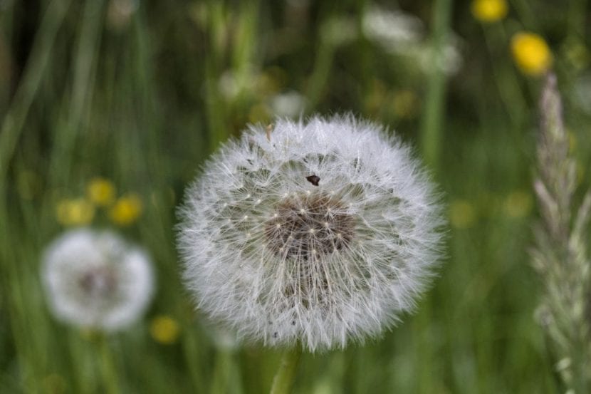 El diente de león es una hierba que necesita el aire para esparcir sus semillas
