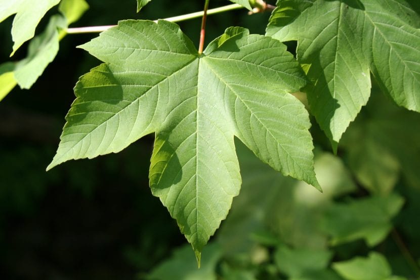Hoja de Acer pseudoplatanus