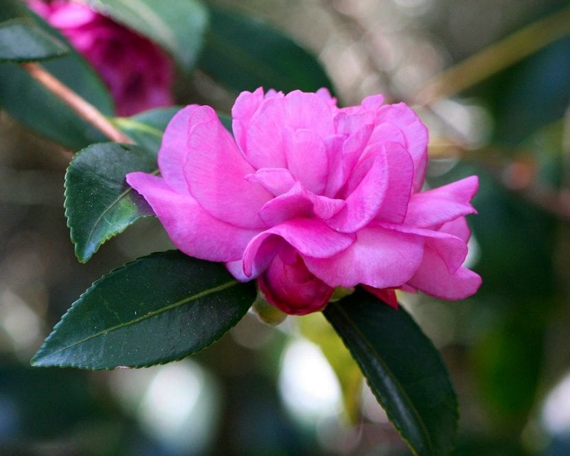 Camelia de flor rosa