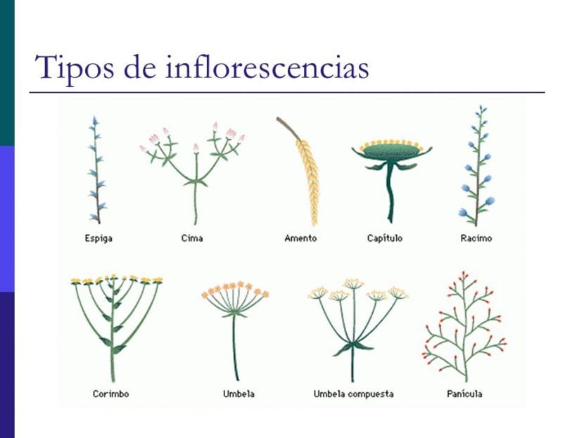 Los diferentes tipos de inflorescencias que existen
