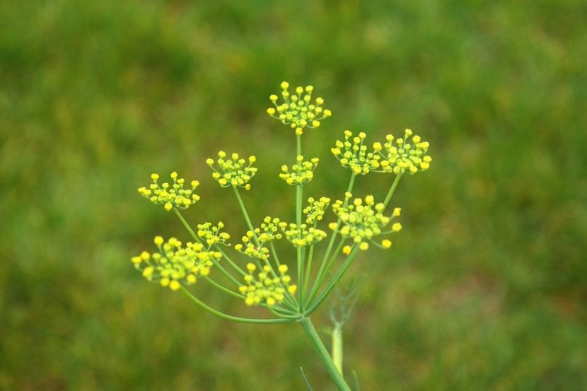 Inflorescencia de una planta herbácea