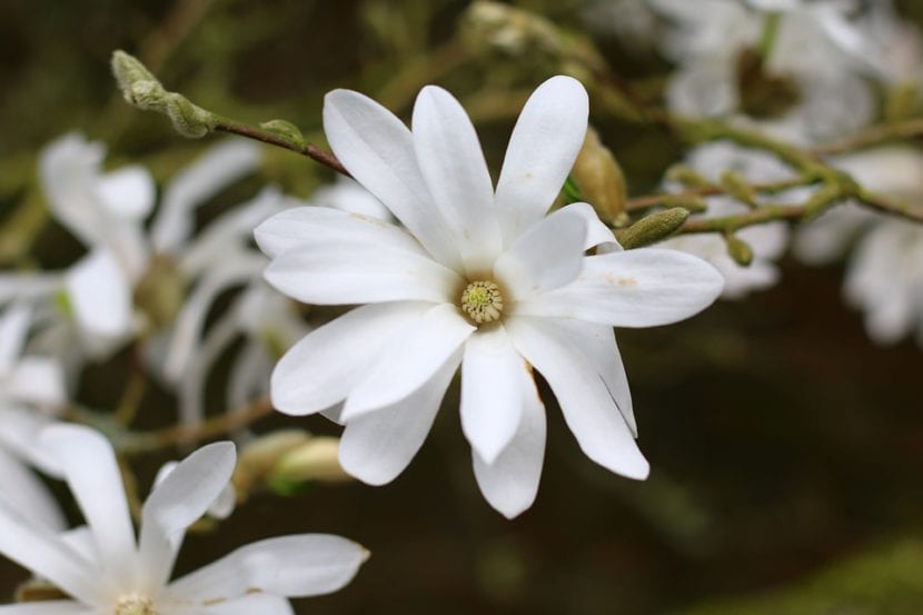 Magnolia stellata en flor