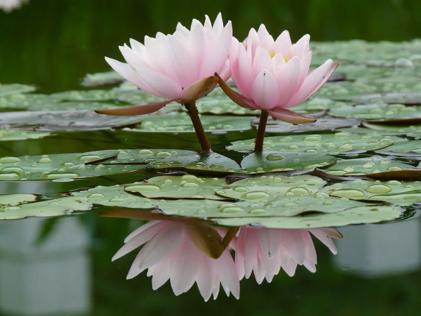 Flor de loto