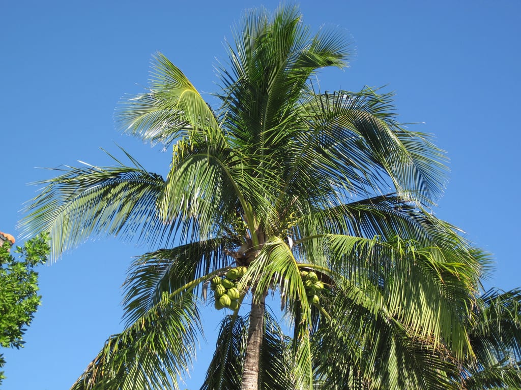 Cocos nucifera, la palmera cocotera