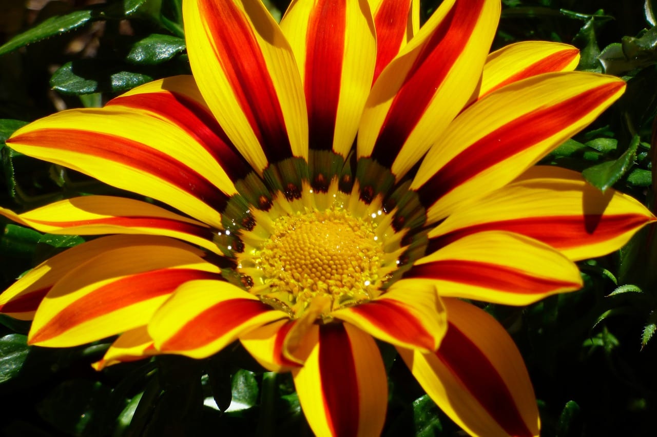 Gazania de flor roja y amarilla