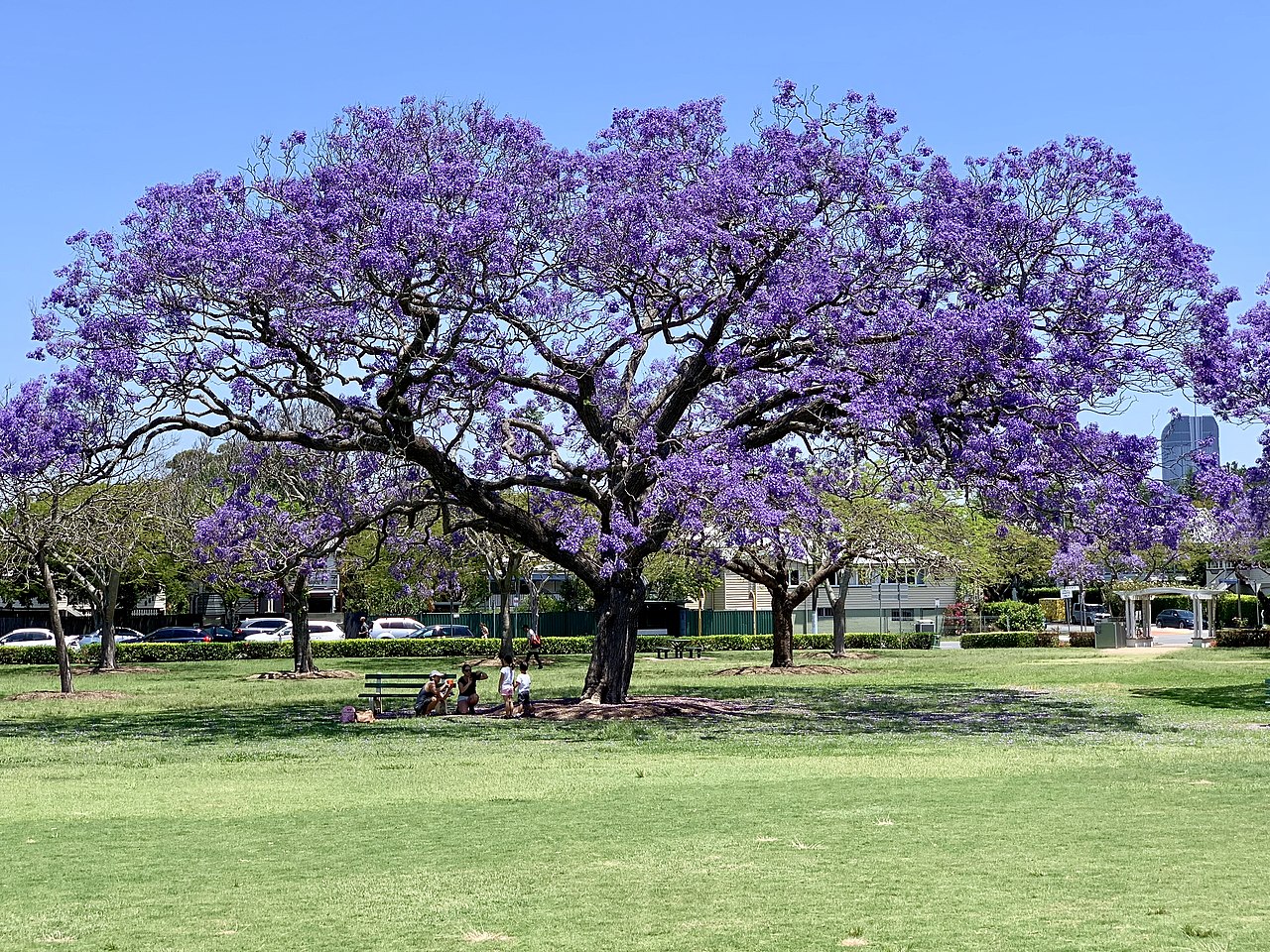 El jacaranda es un árbol ornamental