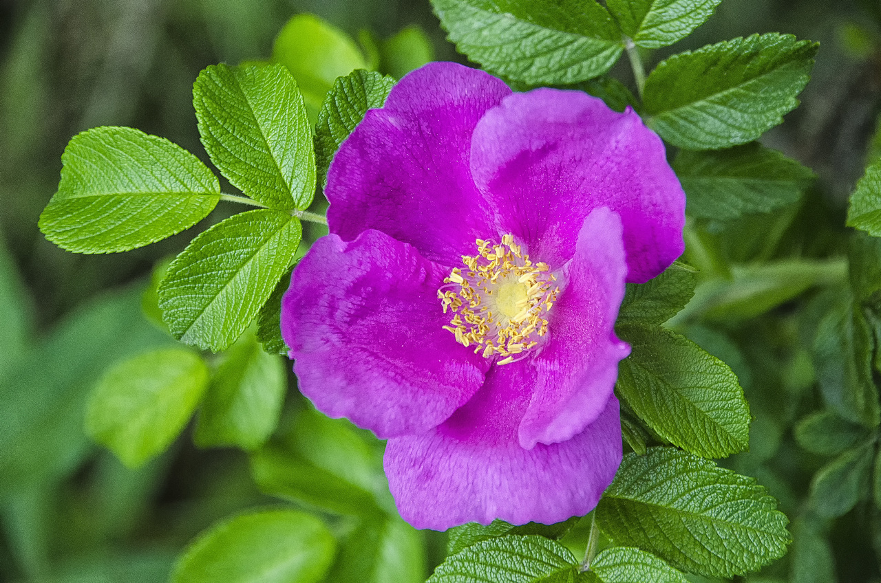 La rosa rugosa es un arbusto de flor