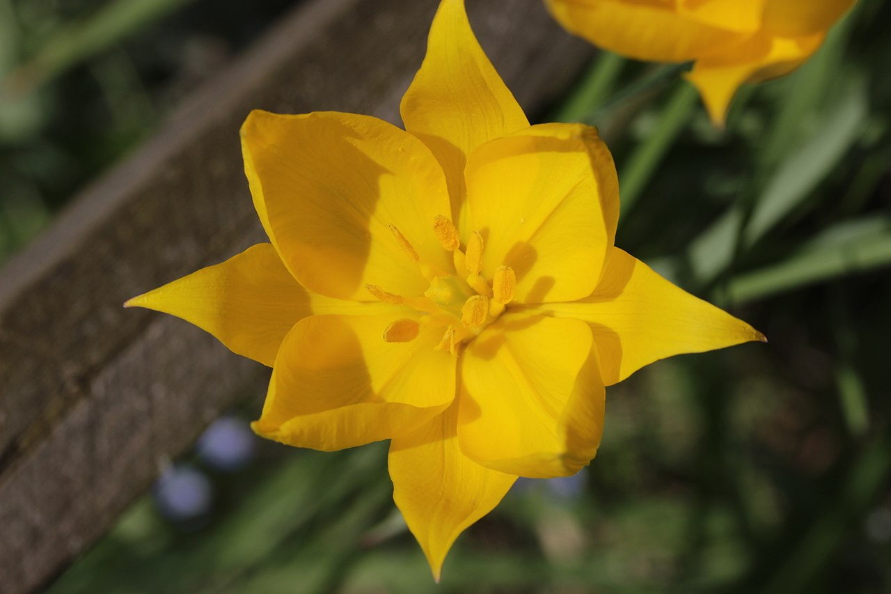 El tulipán silvestre es una bulbosa