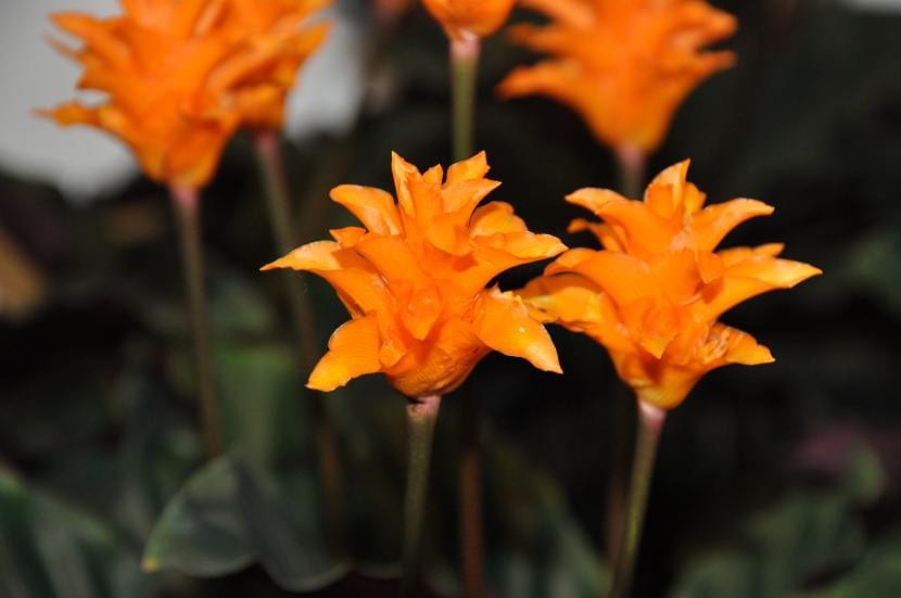 Calathea crocata en flor