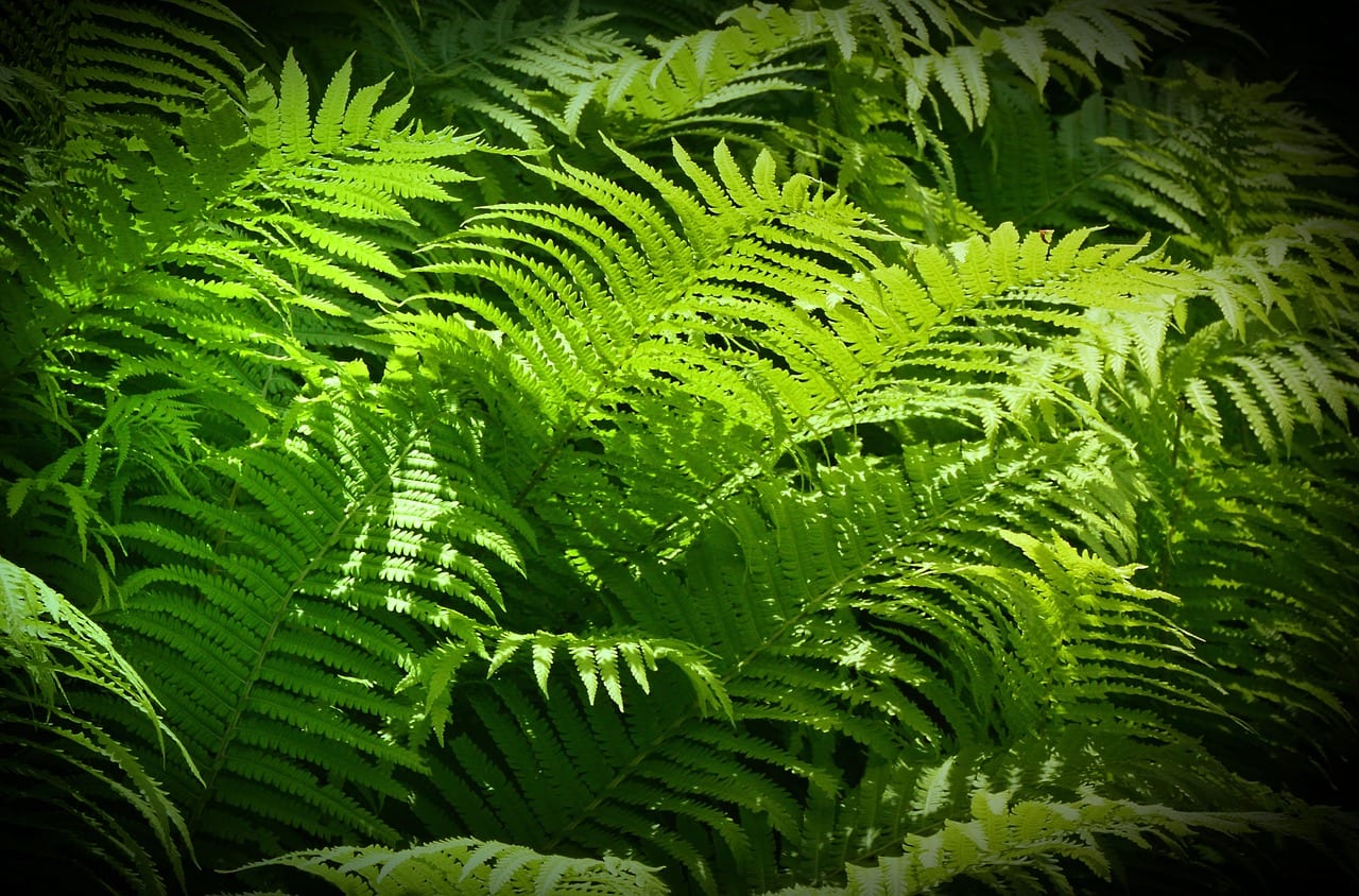 Plantas esciófilas: qué son y cuáles cultivar en sombra