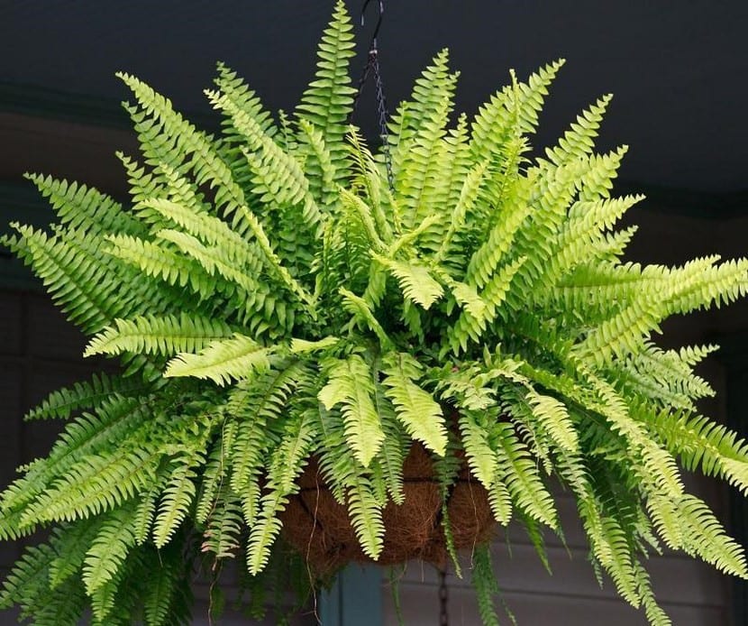 Helecho Nephrolepsis