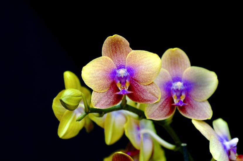 Phalaenopsis en flor