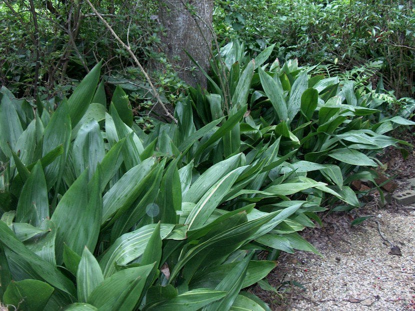 Planta Aspidistra en jardín