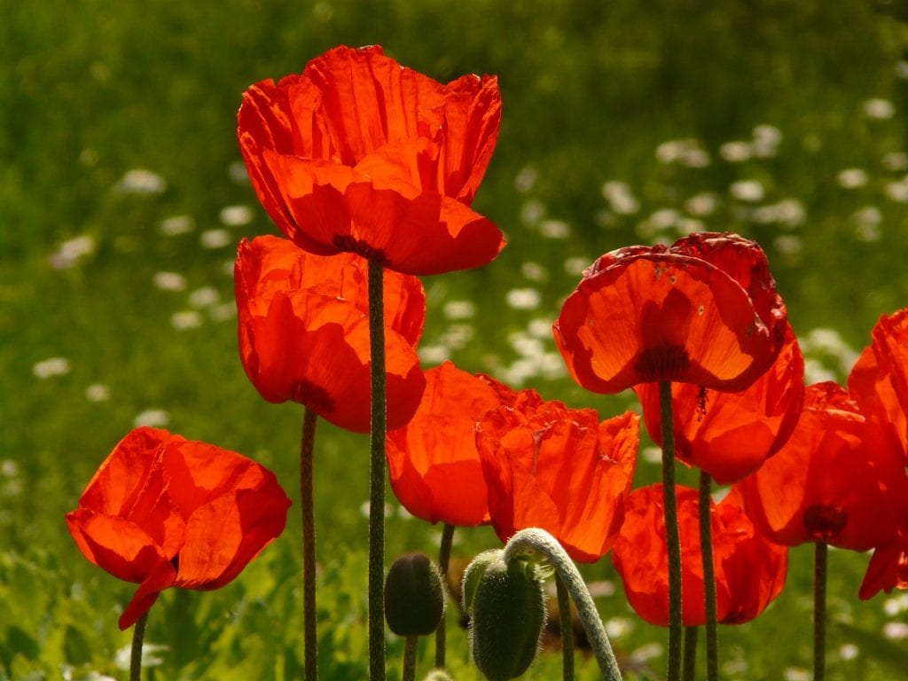 Amapola en el campo