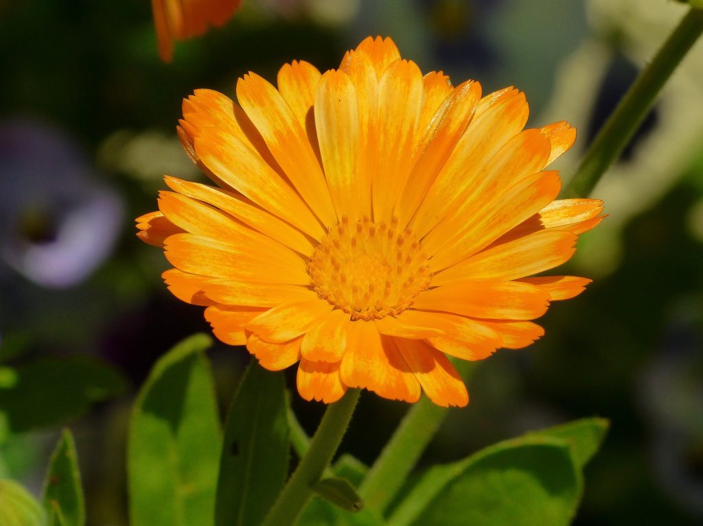 La calendula es una flor comestible