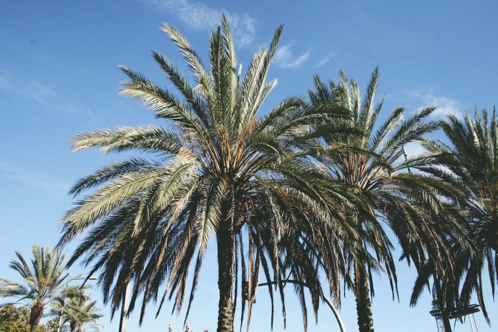 La datilera es una palmera