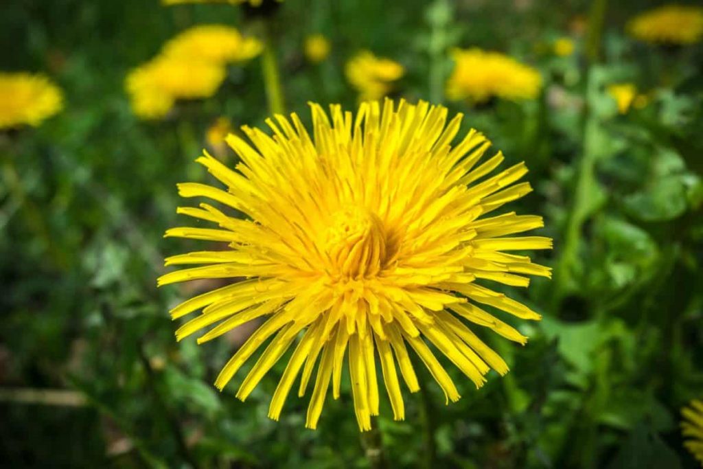 El diente de león es una planta comestible