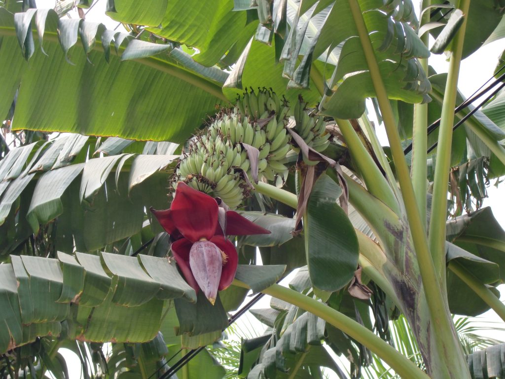 Vista de Musa acuminata