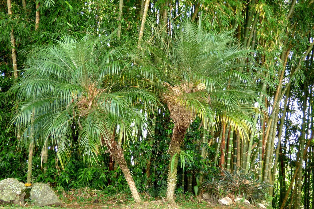 Palmera enana