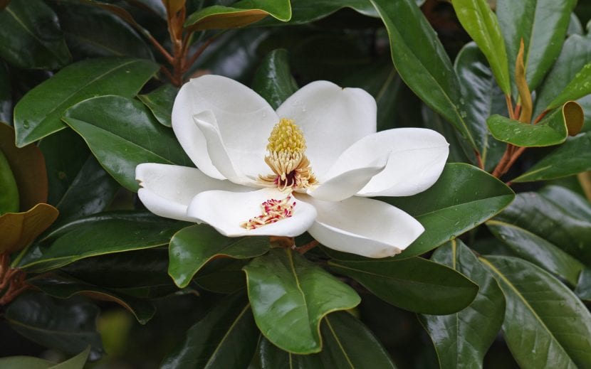 Magnolia, un árbol que florece varias veces
