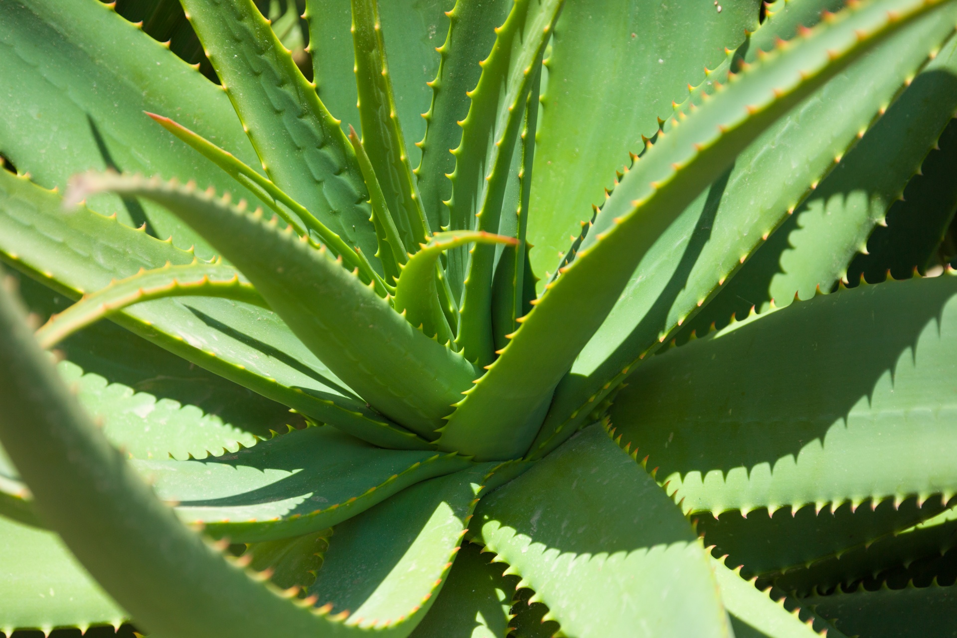 Los aloes son plantas vasculares suculentas