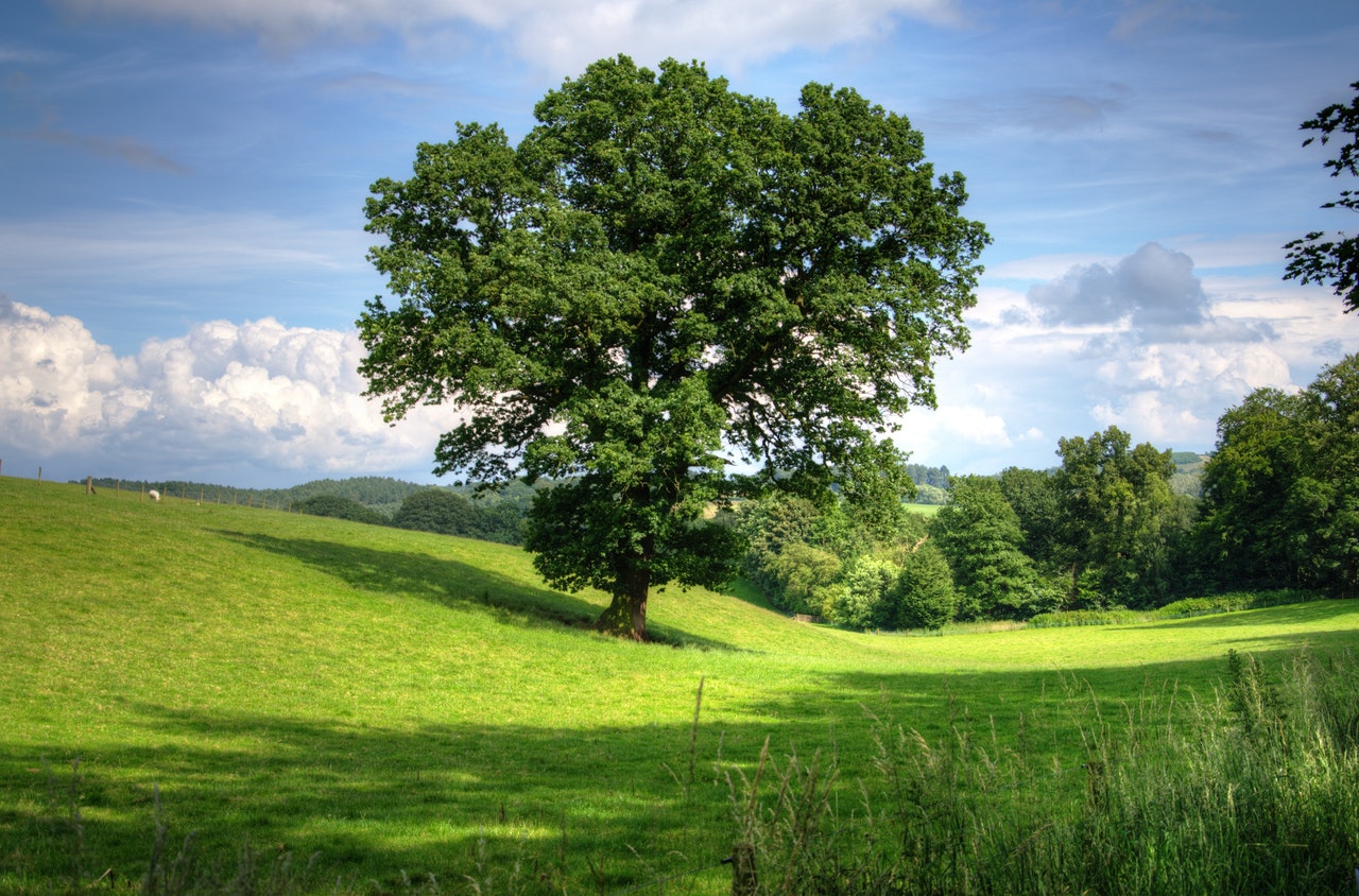 Un árbol es una planta vascular leñosa