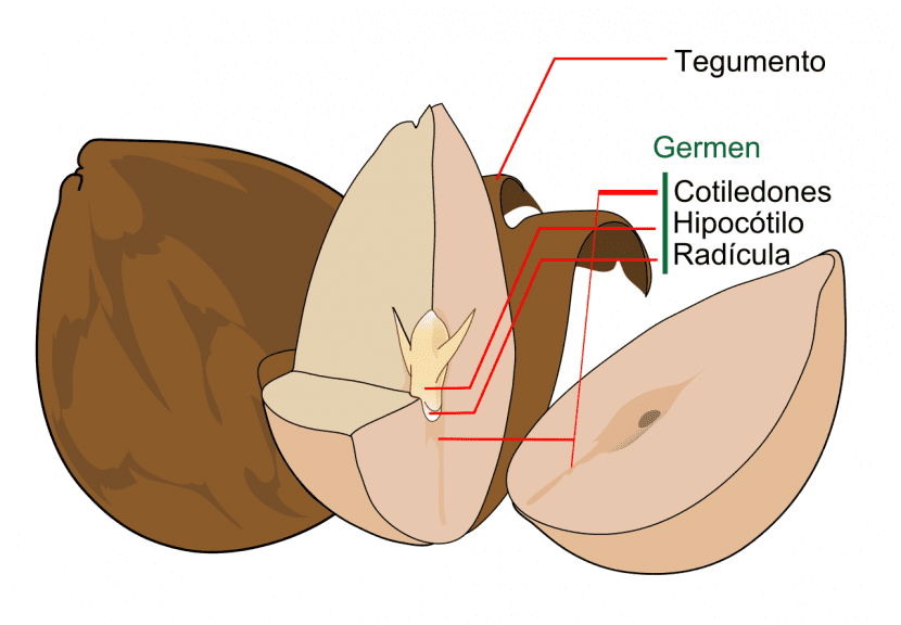 Partes de una semilla de aguacate con sus dos cotiledones