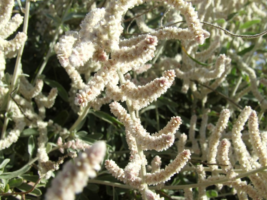 Quenopodiáceas: características, especies y cultivo