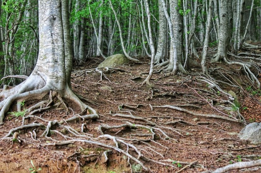 Árboles en un bosque