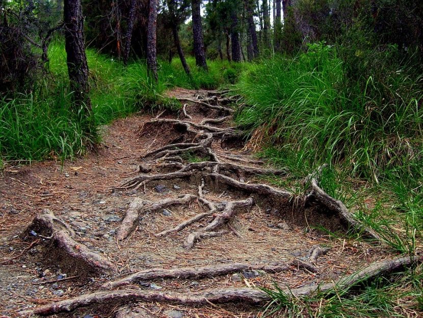 Raíces invasivas de árboles