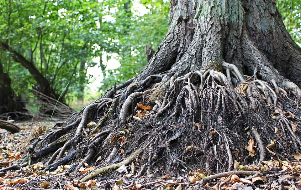 Tipos de raíces de las plantas: estructura y funciones