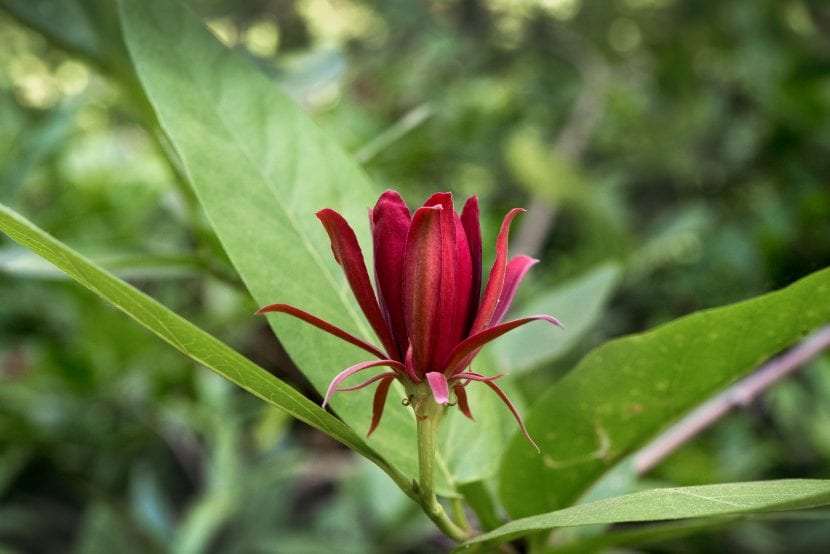 Calycanthus occidentalis en flor